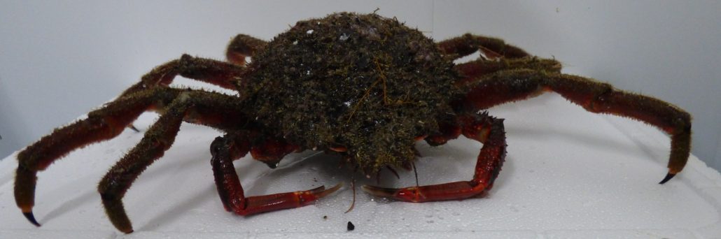 Centolla Gallega